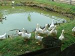 DSC00228.jpg