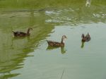 DSC00229.jpg