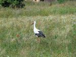 DSC01878.jpg