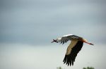 Filename=DSC02615.jpg
Filesize=22KB
Dimensions=640x426
Date added=Aug 29, 2010 DSC02615.jpg