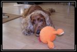 Filename=Frodo_na_podlodze.jpg
Filesize=34KB
Dimensions=633x434
Date added=Jul 06, 2008 Frodo_na_podlodze.jpg
