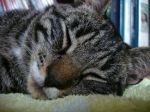 Filename=My_Kitty____by_ewanica.jpg
Filesize=143KB
Dimensions=640x480
Date added=Jul 21, 2008 My_Kitty____by_ewanica.jpg