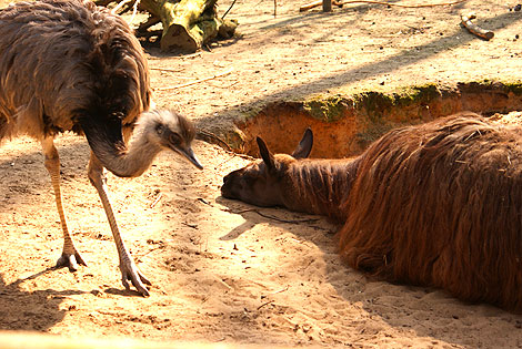 ZOO w Ueckermünde