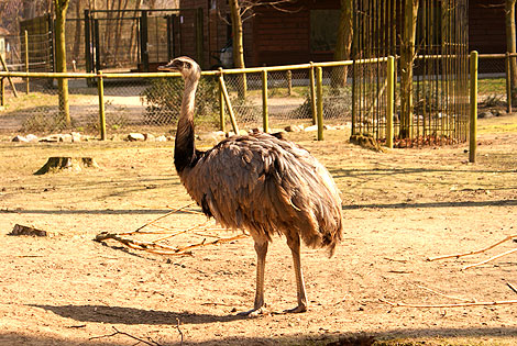 ZOO w Ueckermünde