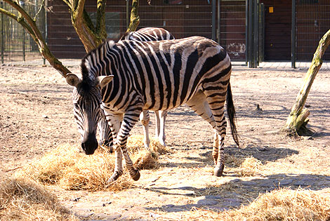 ZOO w Ueckermünde