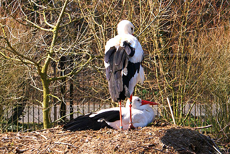 ZOO w Ueckermünde