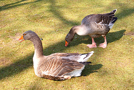 ZOO w Ueckermünde