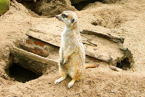 ZOO w Ueckermünde